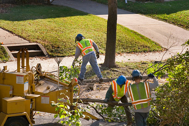 Best Palm Tree Trimming  in Hebron, PA