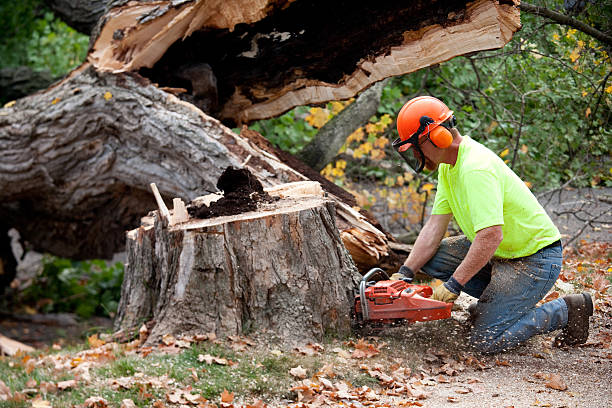 Professional  Tree Services in Hebron, PA